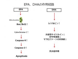 EPA,DHAの作用経路