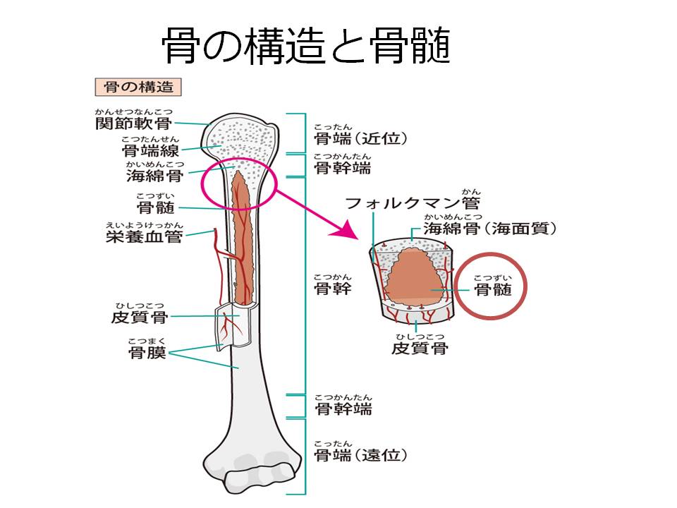骨の構造と骨髄